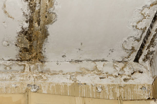 Why You Should Choose Our Mold Remediation Services in Mendon, IL